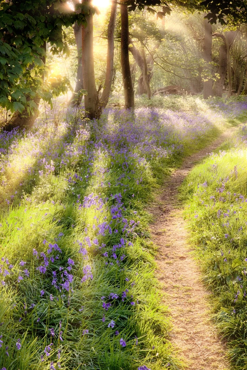 fantastischer Wald